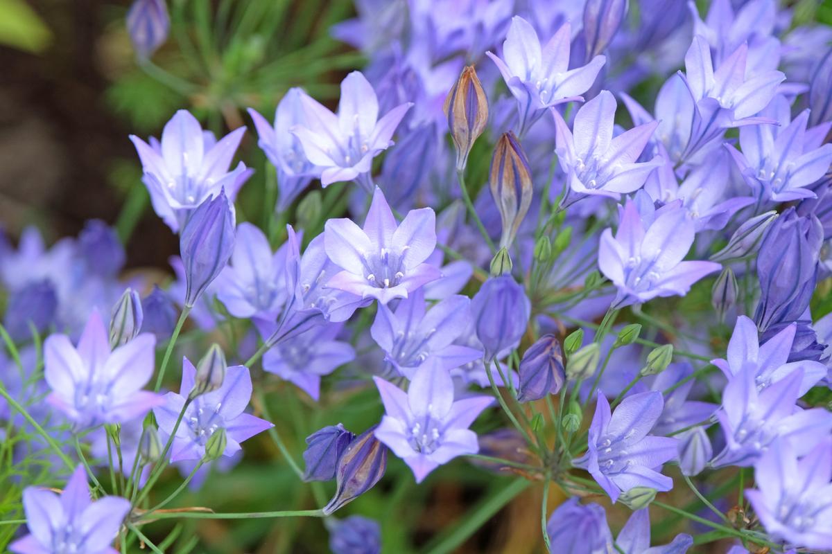 FAB Flower